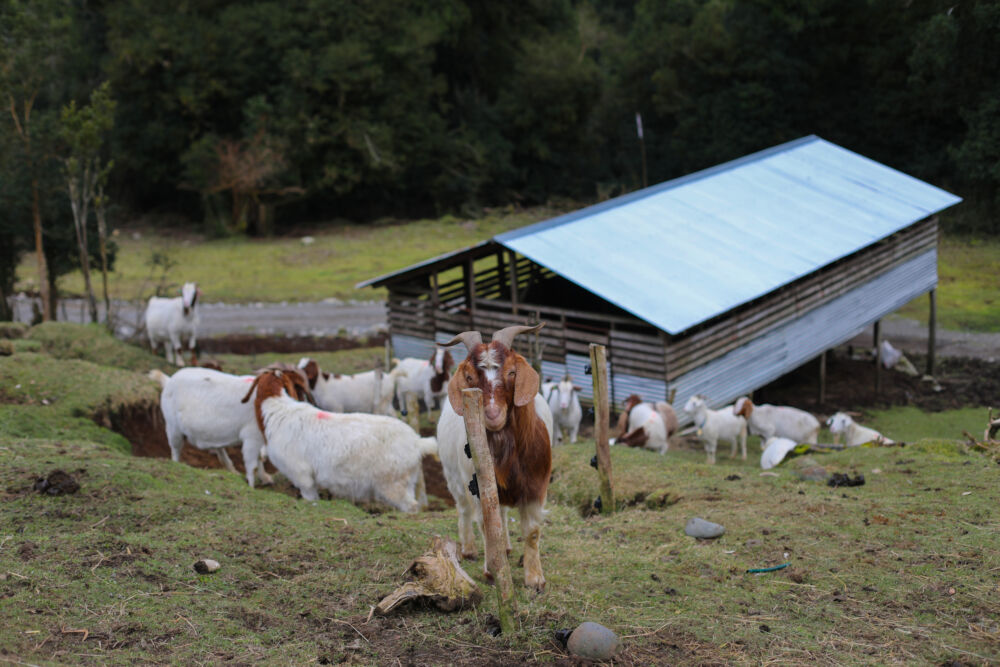 Ecografías y control sanitario fortalecen el manejo de rebaños caprinos en la zona norte de Aysén