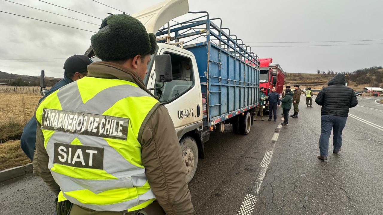 Refuerzan controles al transporte de ganado en Aysén previo a Fiestas Patrias