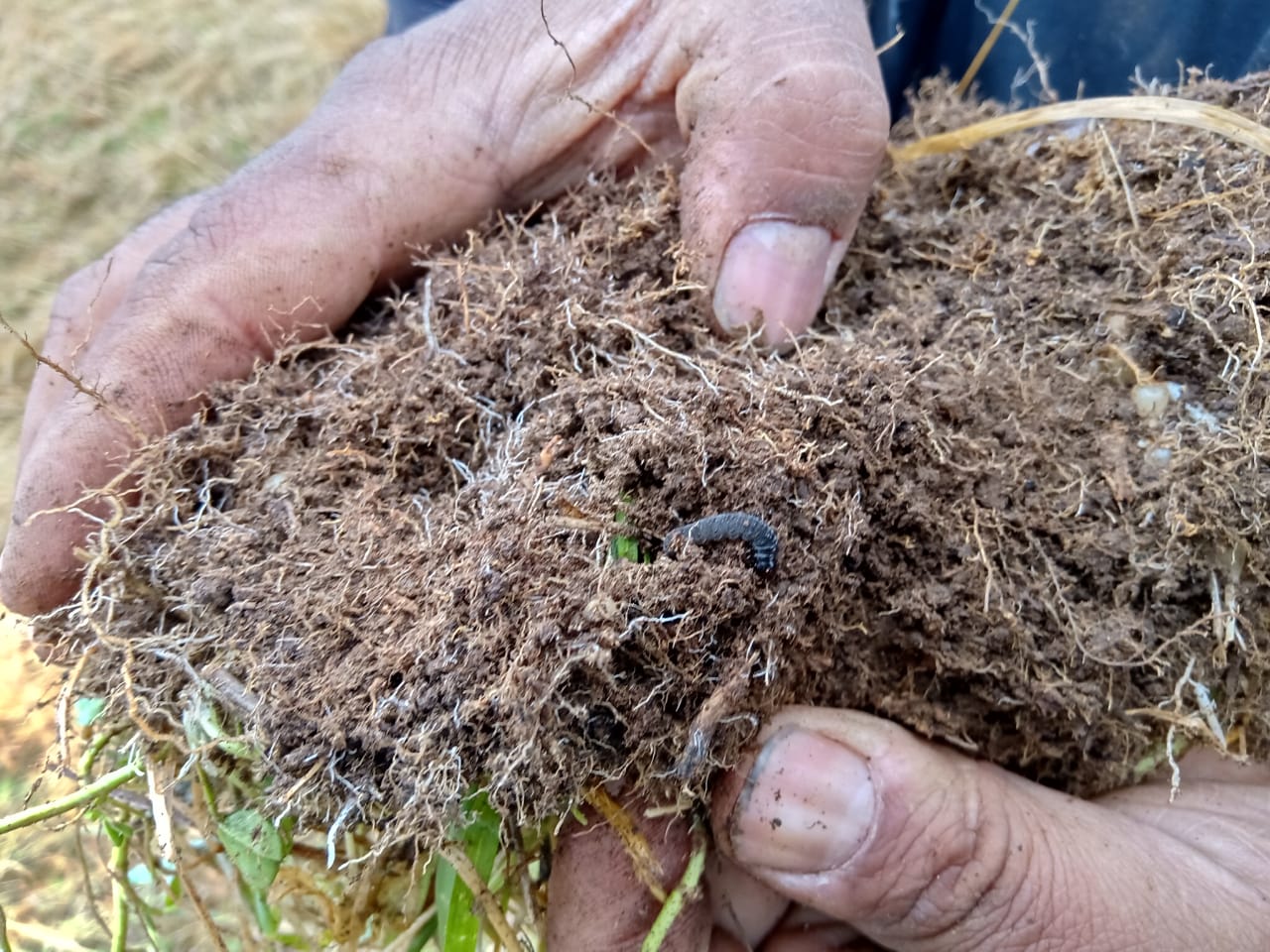 Cuncunilla negra vuelve a estar presente en praderas de Valle Laguna: agricultores y autoridades coordinan medidas de control Cuncunilla negra vuelve a estar presente en praderas de Valle Laguna: agricultores y autoridades coordinan medidas de control