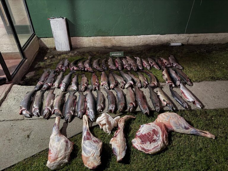 50 salmones y carne de oveja: Fiscalización terminó con incautación y 3 detenidos en cochrane