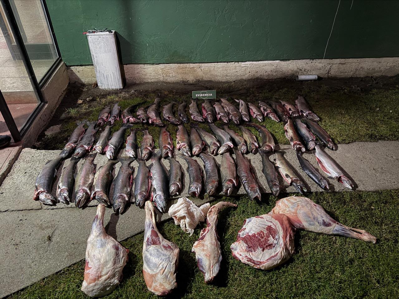 50 salmones y carne de oveja: Fiscalización terminó con incautación y 3 detenidos en cochrane