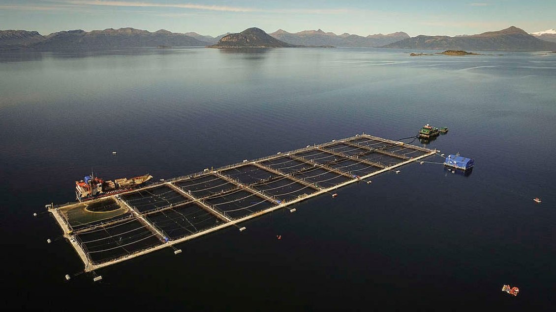 Detectan resultado positivo a virus ISA en centro de cultivo de Salmones Camanchaca en Aysén