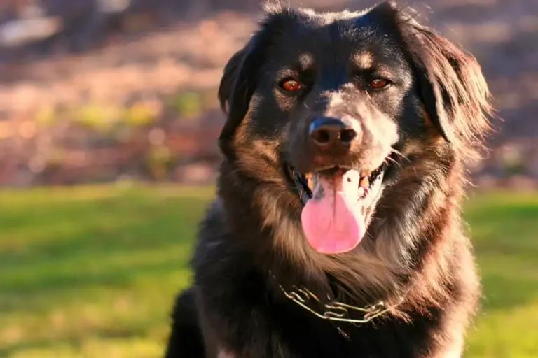 Día del Perro Adoptado: una fecha que pone el foco en la adopción y la tenencia responsable en Coyhaique