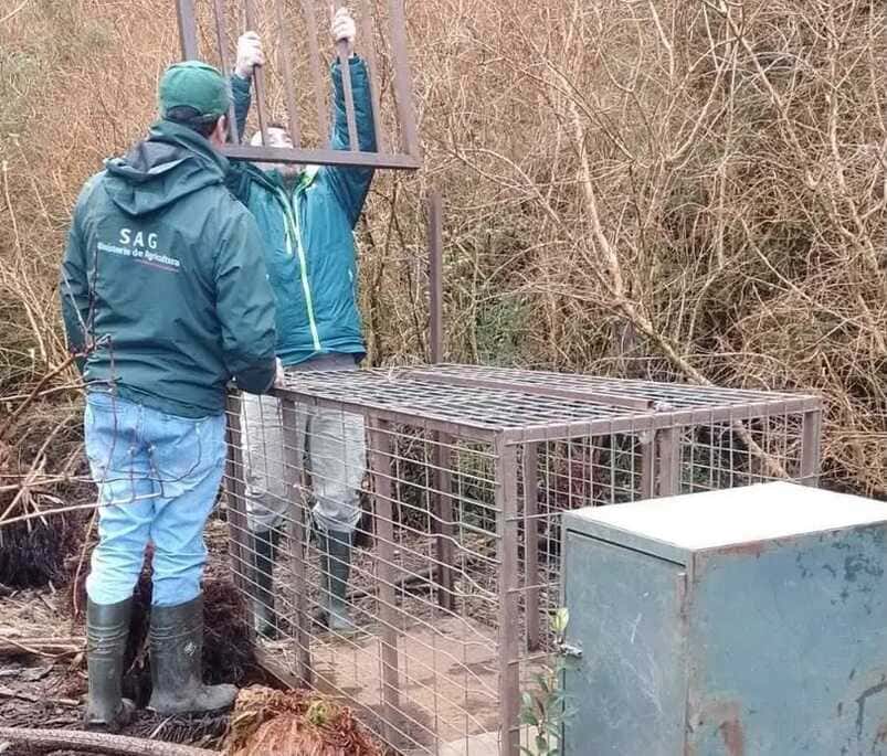 SAG revela operativo previo por puma investigado en Cisnes: había instalado cámaras y una trampa para relocalizarlo