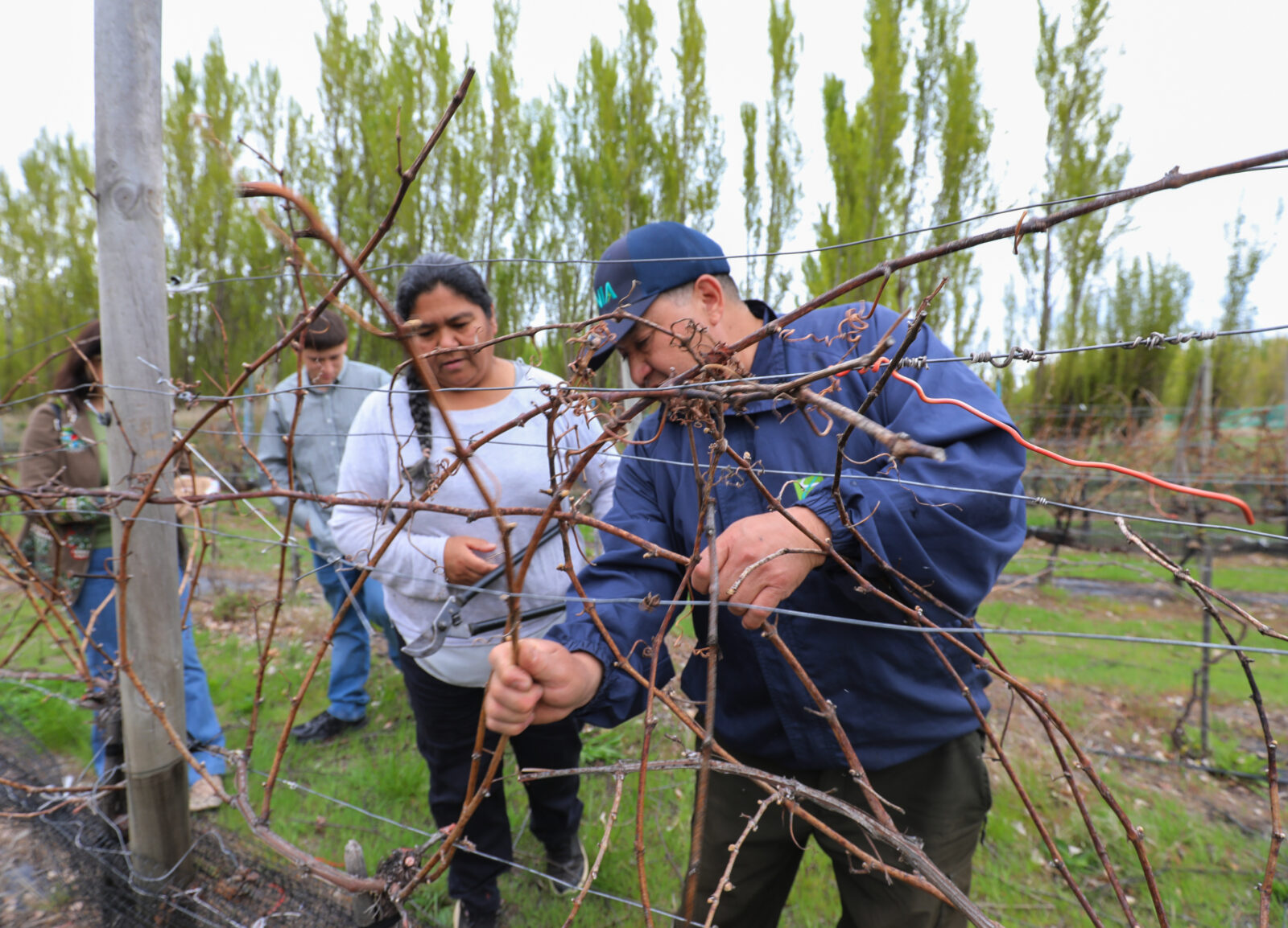 Productores de Chile Chico se capacitan en técnicas de poda para mejorar el cultivo de vides en la cuenca del lago General Carrera