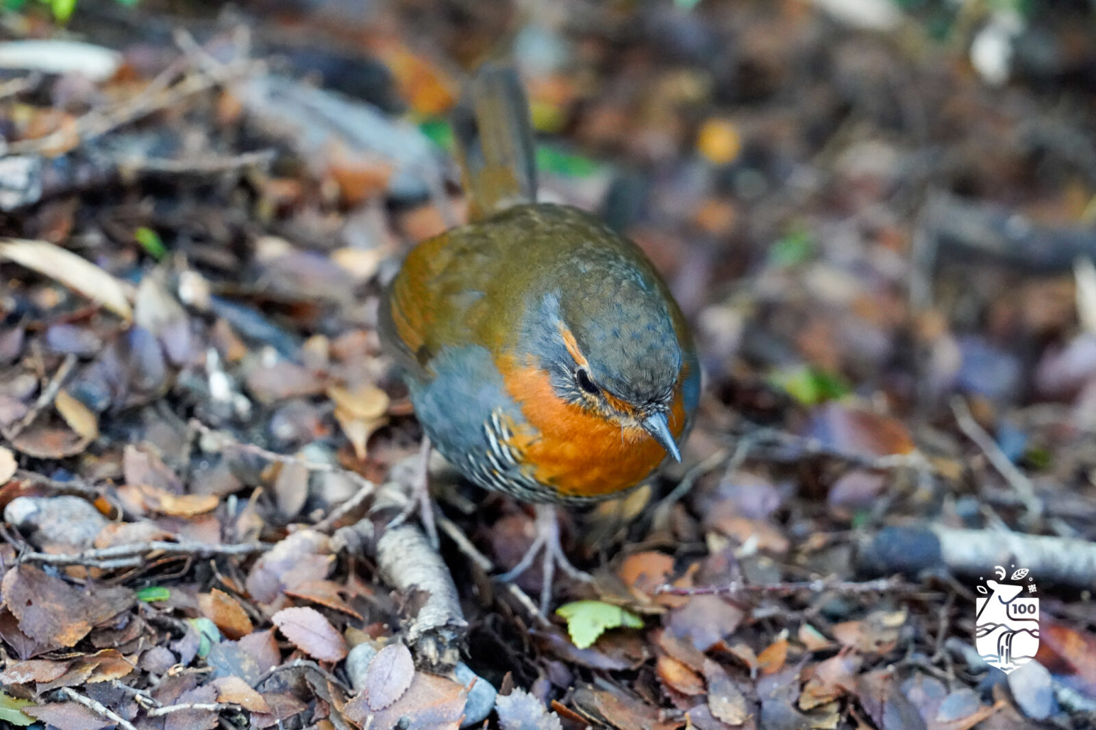 Municipalidad de Aysén abre concurso fotográfico para retratar la naturaleza de la comuna: postulaciones hasta el 28 de octubre