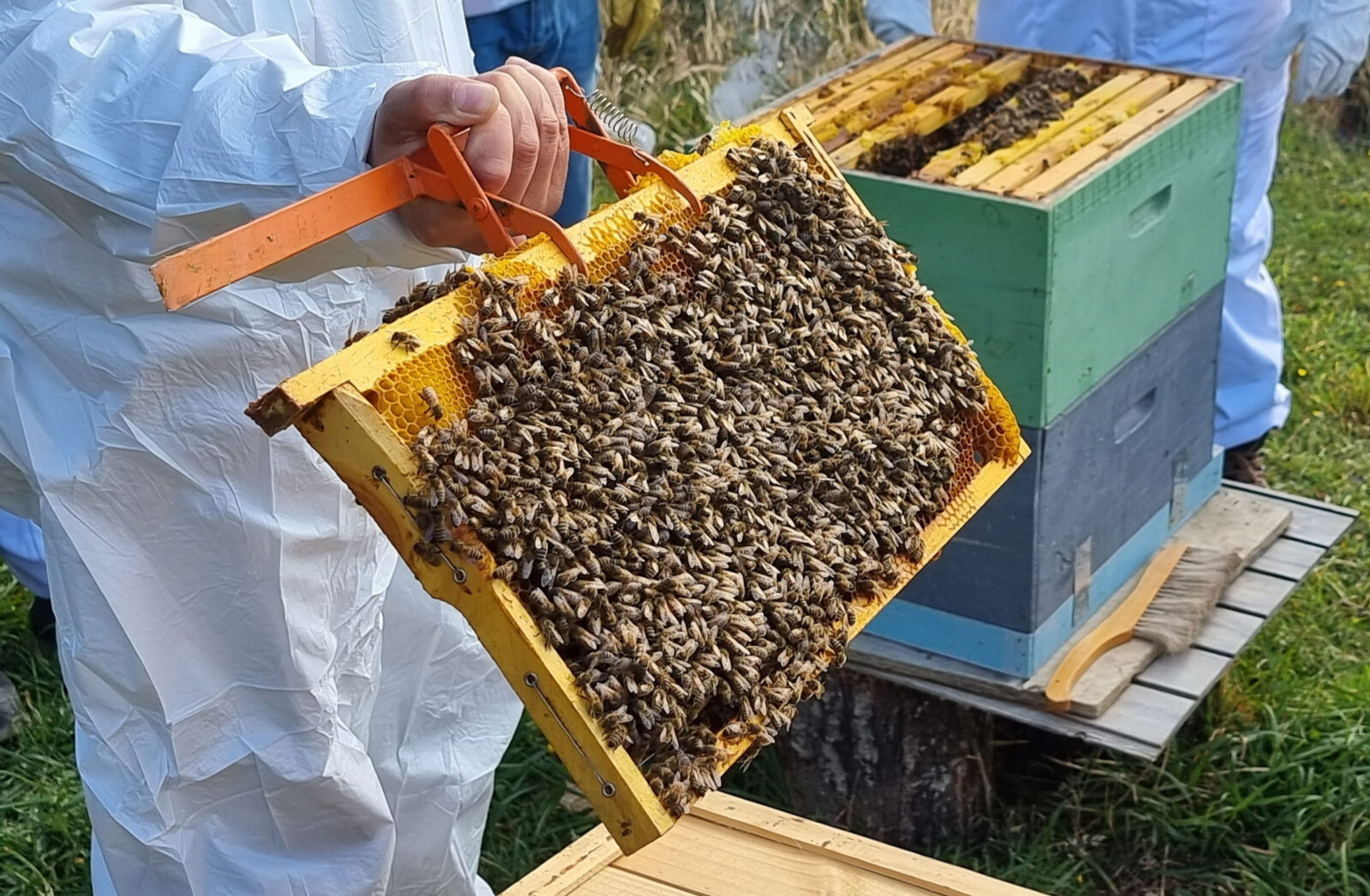 Apicultores de Aysén tienen hasta el 31 de octubre para declarar sus colmenas y apiarios ante el SAG Apicultores de Aysén tienen hasta el 31 de octubre para declarar sus colmenas y apiarios ante el SAG