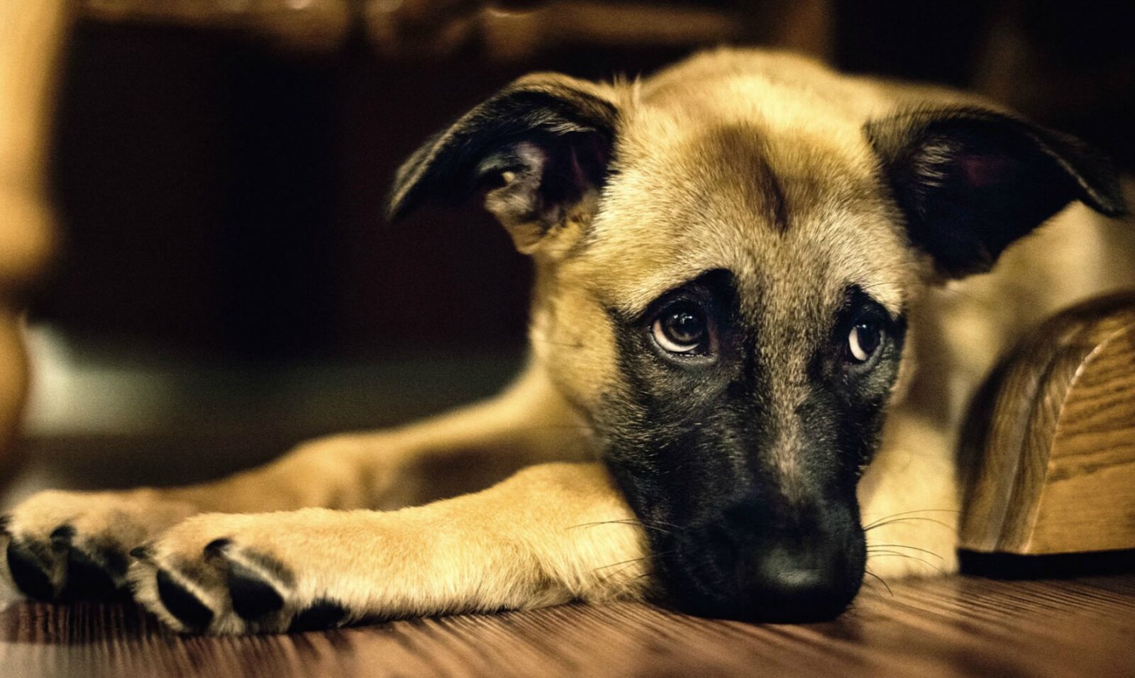 Presupuesto 2027 reduce a 4 millones los recursos del Programa de Tenencia Responsable de Mascotas