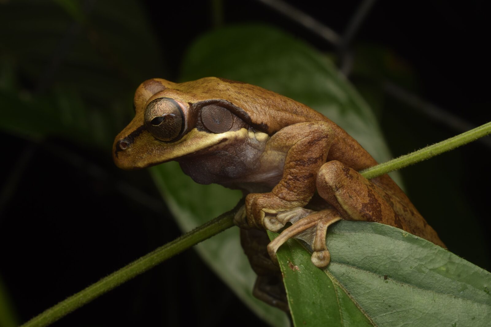 Puerto Aysén realizará conteo de anfibios y reptiles en el Cerro Cordón: actividad será gratuita y sin inscripción previa